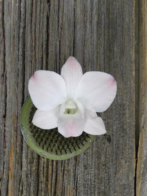 PINK DENDROBIUM ORCHID